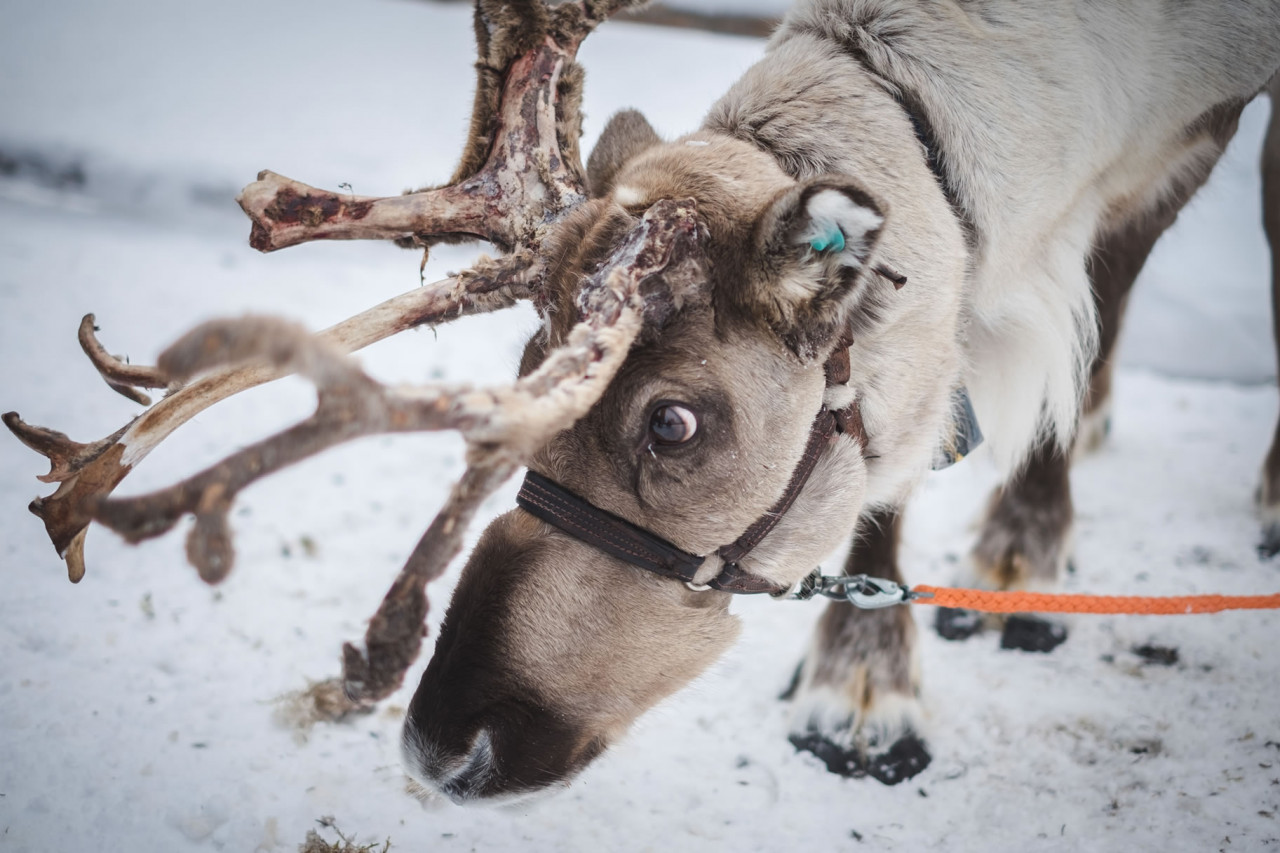 swedish winter christmas