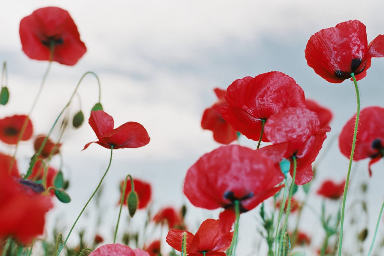 When is Remembrance Day 2023 and when do you start wearing a poppy?