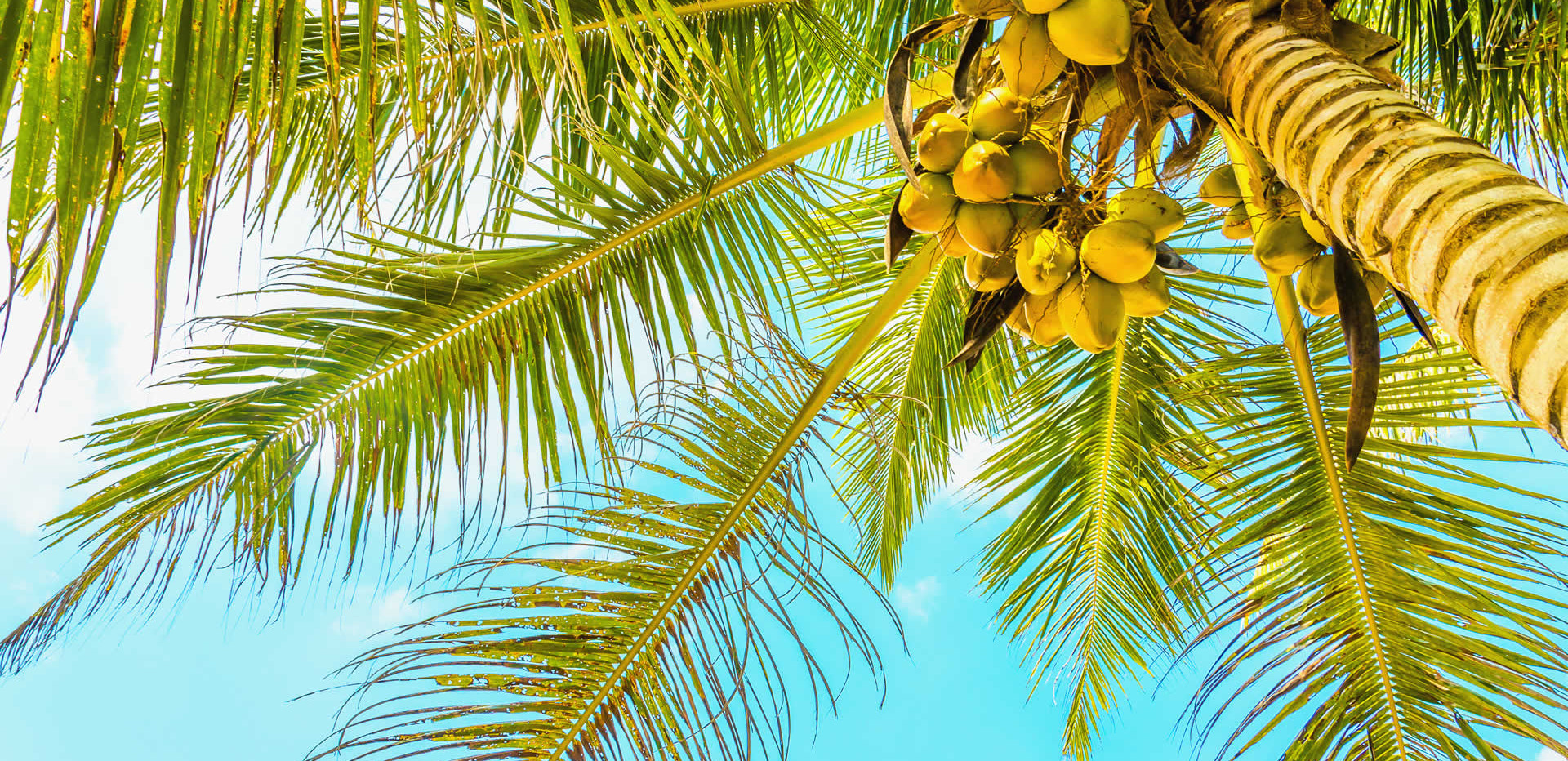 Observances in Saint Vincent and the Grenadines in 2025 | There is a