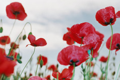 Remembrance Day