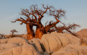 Botswana Day Holiday