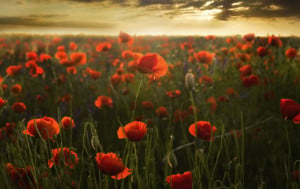As Remembrance Day falls on a Saturday, by virtue of the Public Holidays Act 1947 Monday, 13th November will be kept as a public holiday.