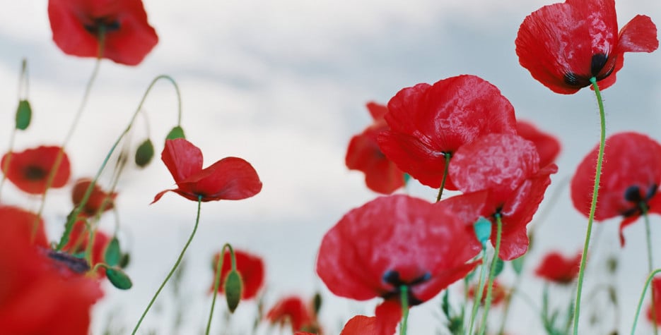 Remembrance Day around the world in 2022